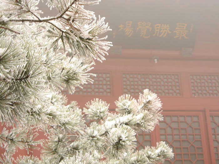 柏林禅寺风景--草木傲雪霜